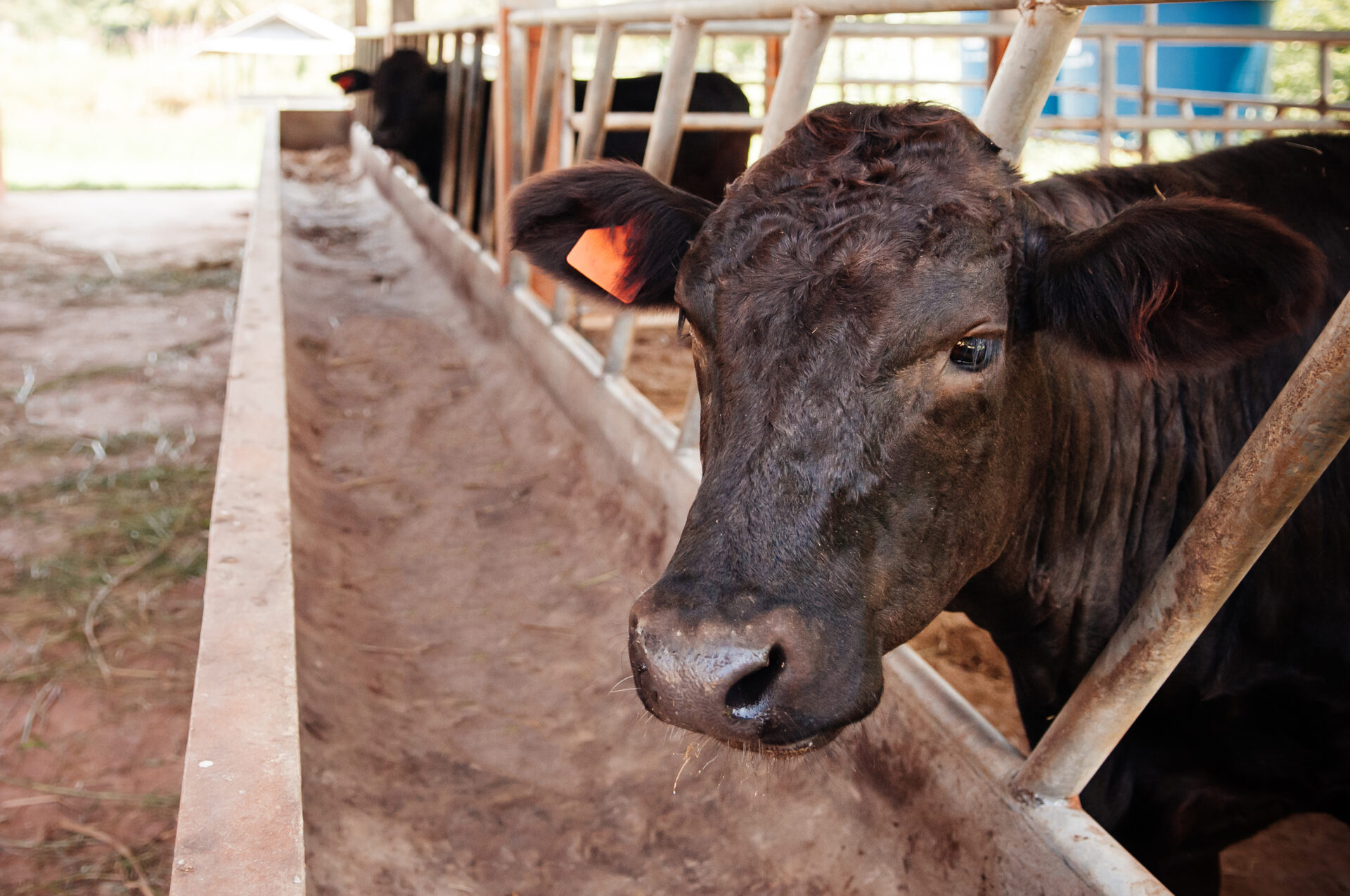 black tajima cattle